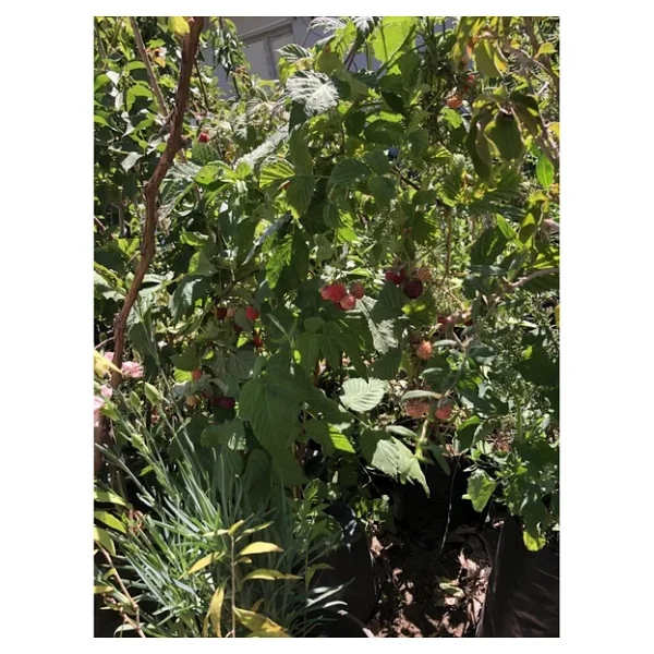 3 Yaşlı Ahududu Fidanı 40-80 Cm - Görsel 2