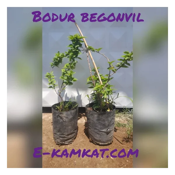 Bodur Begonvil (Gelin Duvağı) Fidanı, Torbada - Görsel 2