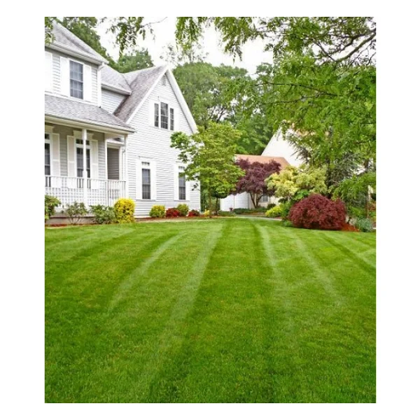 6'lı Karışım İthal Çim Tohumu - Grass Mıxture - 6'lı Mix - 10 Kg - Görsel 6