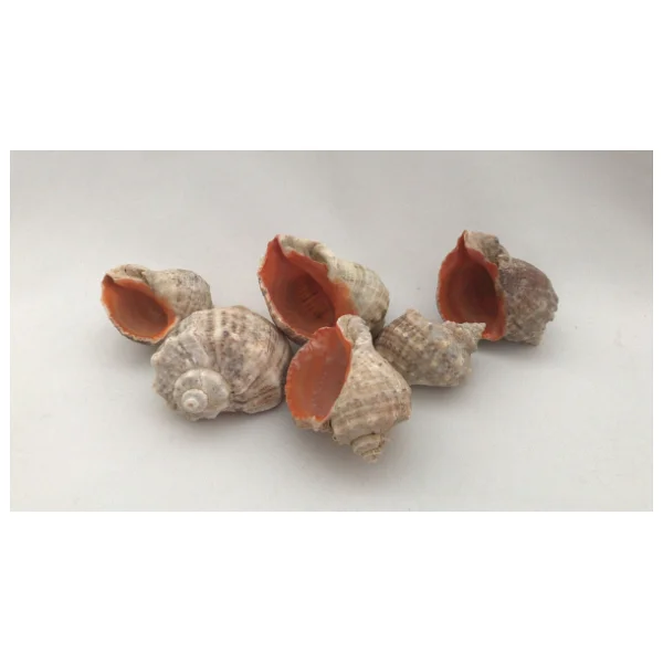 Gongaz Deniz Kabuğu Süs Dekoratif Akvaryum Süsleme 3-4 Cm 5 Adet - Görsel 3