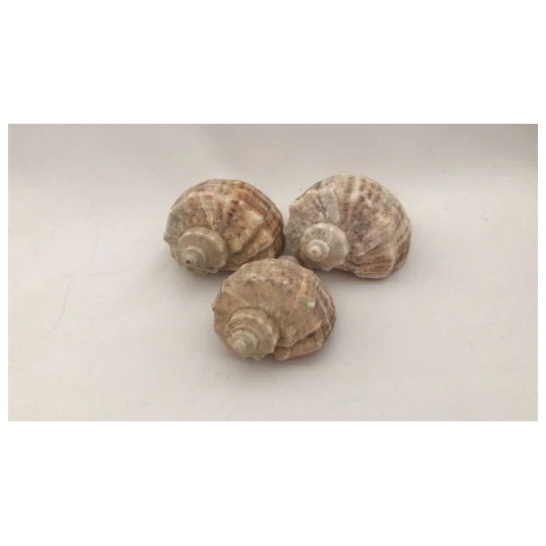 Gongaz Deniz Kabuğu Süs Dekoratif Akvaryum Süsleme 3-4 Cm 5 Adet - Görsel 5