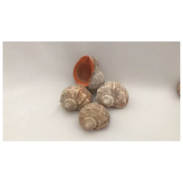 Gongaz Deniz Kabuğu Süs Dekoratif Akvaryum Süsleme 3-4 Cm 5 Adet - Görsel 6