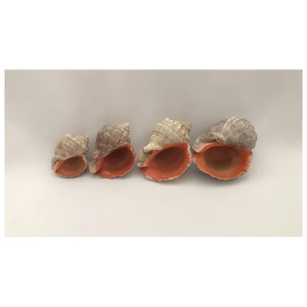 Gongaz Deniz Kabuğu Süs Dekoratif Akvaryum Süsleme 3-4 Cm 5 Adet - Görsel 7