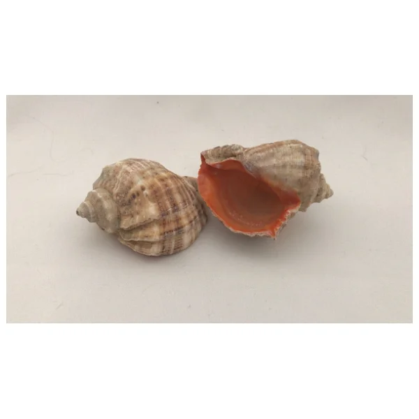 Gongaz Deniz Kabuğu Süs Dekoratif Akvaryum Süsleme 3-4 Cm 5 Adet - Görsel 9