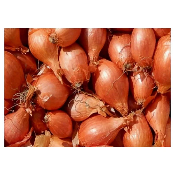 Yerli Arpacık Soğan 5 Numara (1 Kg) - Görsel 3