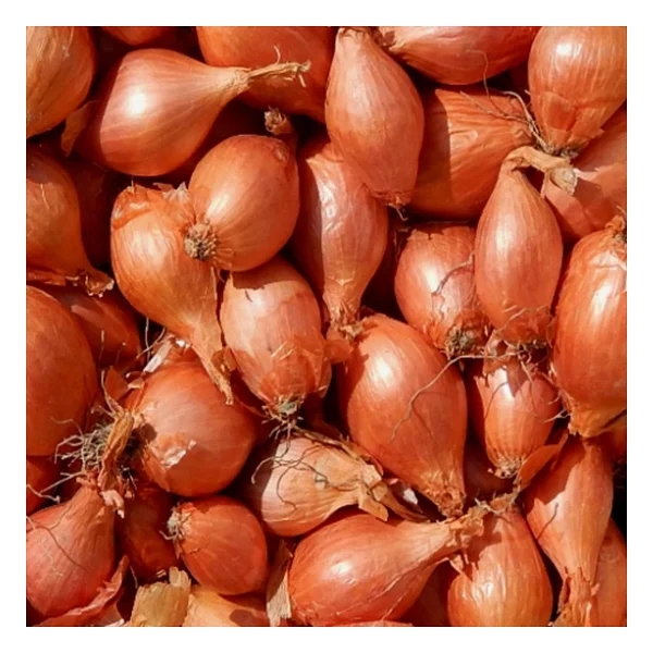Yerli Arpacık Soğan 5 Numara (500 Gr) - Görsel 3