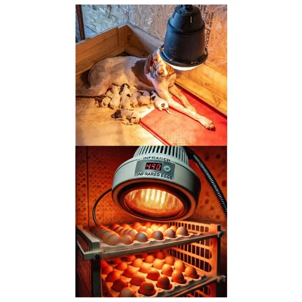 (8 Adet) Ledvance 250w Kızılötesi (İnfrared) Isıtıcılı Hayvan Isıtma Ve Fizik Tedavi Lambası (Kırmızı Işık) E27 (Kalın Duy) - Görsel 9