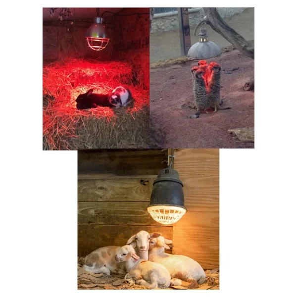 (8 Adet) Ledvance 250w Kızılötesi (İnfrared) Isıtıcılı Hayvan Isıtma Ve Fizik Tedavi Lambası (Kırmızı Işık) E27 (Kalın Duy) - Görsel 8