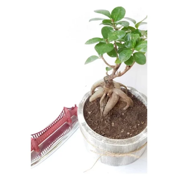 Stanova Bonsai Ficus Ginseng 18 Cm - Görsel 2