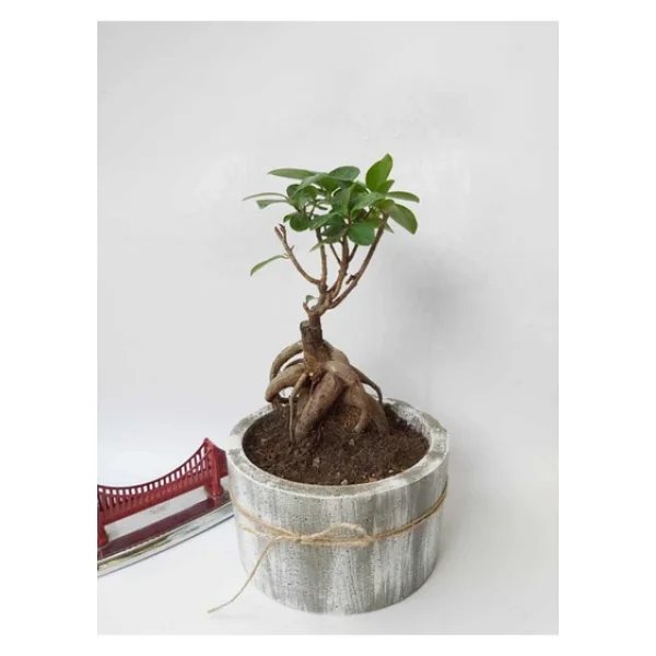 Stanova Bonsai Ficus Ginseng 18 Cm - Görsel 3