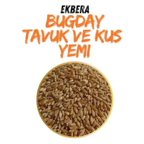 Ekbera Tavuk, Güvercin Ve Kanatlılar Için Yemlik Buğday (Sarı Tane) - 5 Kg - Görsel 2