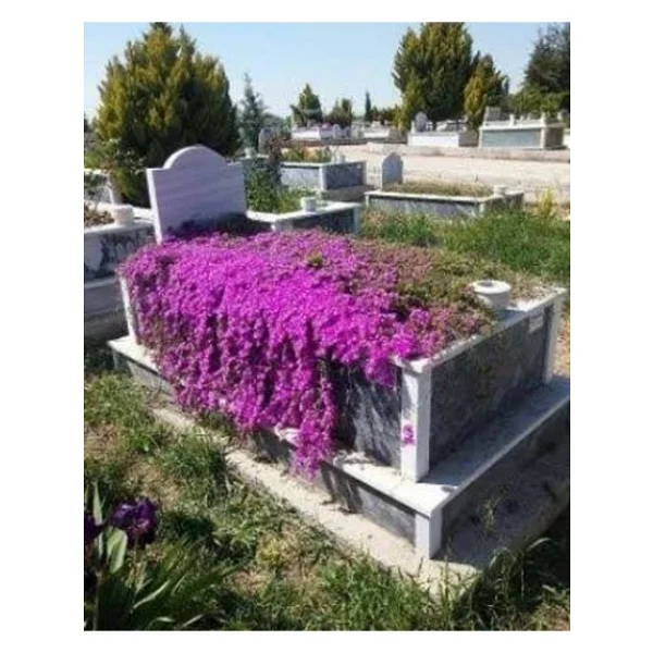 100 Adet Tohum Ithal Asteriks Astrix Aserikx Çiçeği Tohumu Mezarlık Kabristan Mezar Çiçeği Tohumu Hediyetohumlu - Görsel 3