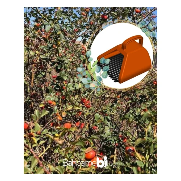 Blue Berry , Aronya , Kuşburnu Ve Meyve Toplama Tarağı Plastik Bsr Garden Turuncu - Görsel 5
