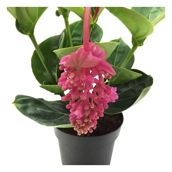 Medine Gülü (Medinilla Magnifica) - Görsel 4