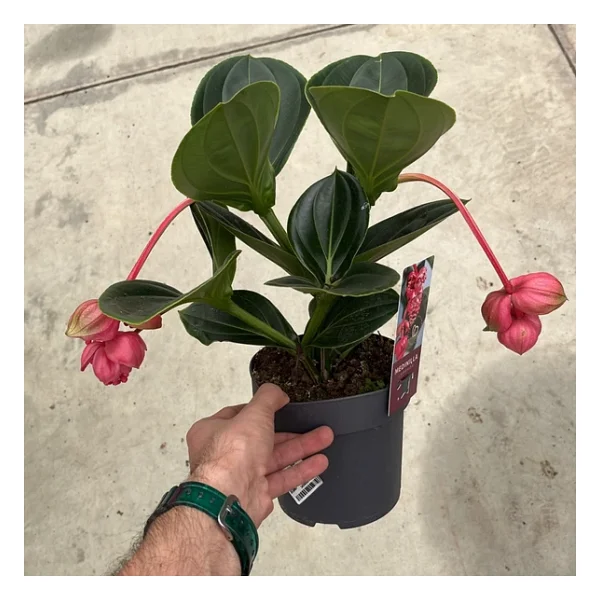 Medine Gülü (Medinilla Magnifica) - Görsel 5