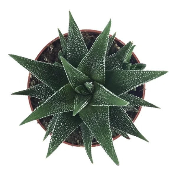 Haworthia Fasciata 'concolor' (Sukulent) - Görsel 4