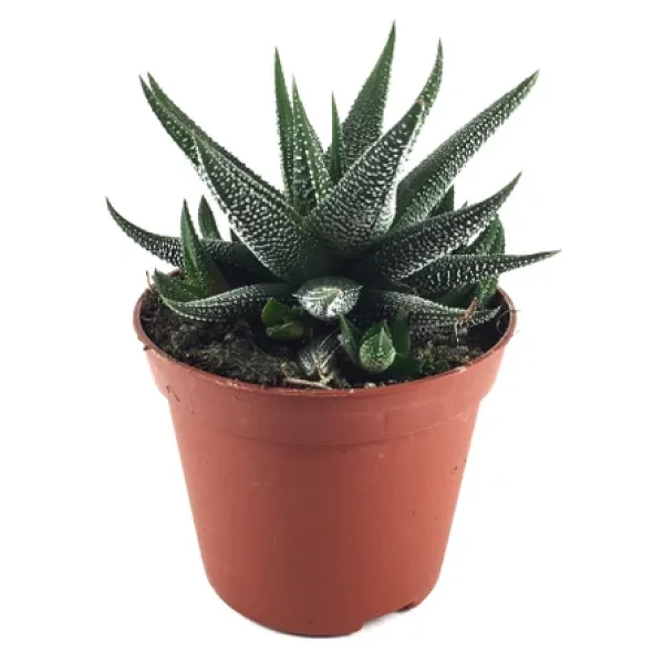 Haworthia Fasciata 'concolor' (Sukulent) - Görsel 3