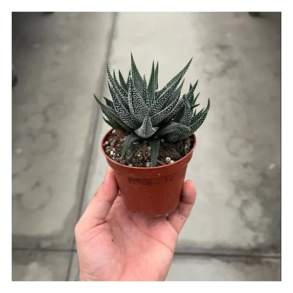 Haworthia Fasciata 'concolor' (Sukulent) - Görsel 5