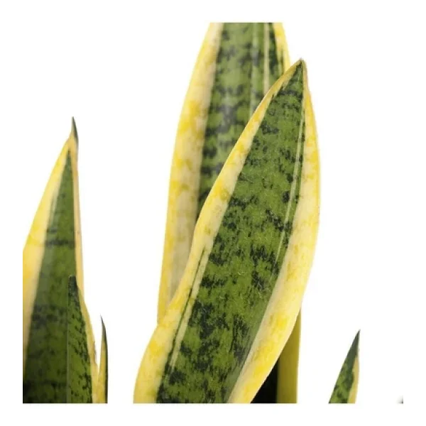 Sarı Çizgili Sansevieria Paşa Peygamber Kılıcı Çiçeği 10-20 Cm - Görsel 2