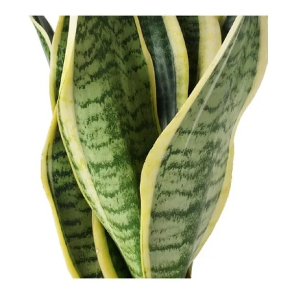 Sarı Çizgili Sansevieria Paşa Peygamber Kılıcı Çiçeği 10-20 Cm - Görsel 3