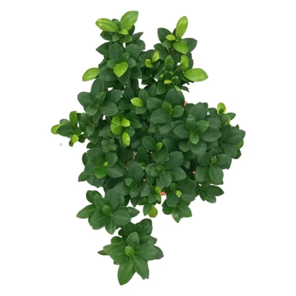 Ficus Microcarpa 'ginseng Bonsai' - Görsel 4