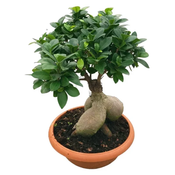 Ficus Microcarpa 'ginseng Bonsai' - Görsel 3