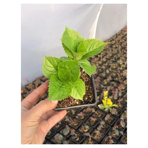 Ebruli Mavi Ortanca Çiçeği Fidanı 10-20 Cm - Görsel 2