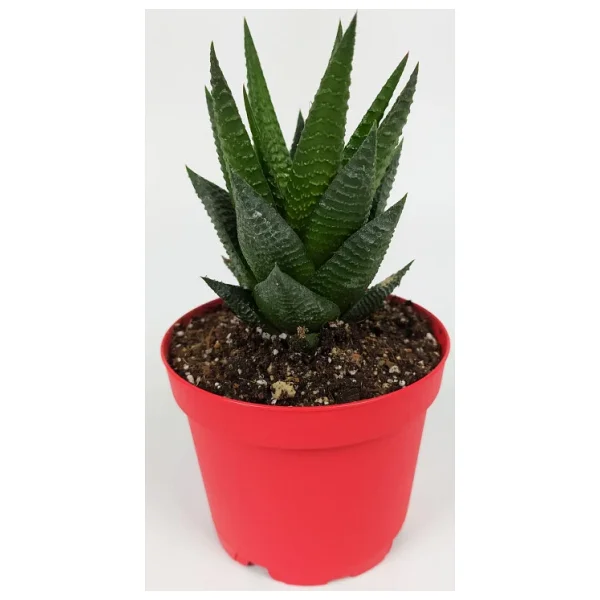 Haworthia Limifolia Sukulent 8.5 Cm Kırmızı Saksıda Büyük Boy - Görsel 3