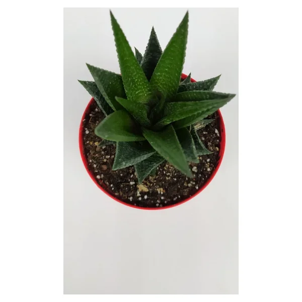 Haworthia Limifolia Sukulent 8.5 Cm Kırmızı Saksıda Büyük Boy - Görsel 4