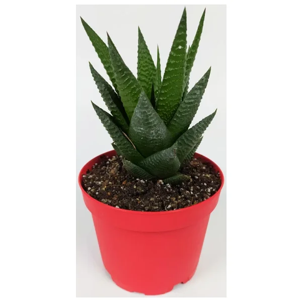Haworthia Limifolia Sukulent 8.5 Cm Kırmızı Saksıda Büyük Boy - Görsel 5