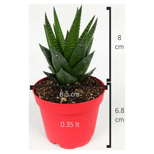Haworthia Limifolia Sukulent 8.5 Cm Kırmızı Saksıda Büyük Boy - Görsel 6