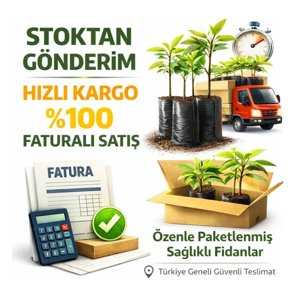 2 Yaş Aşılı Beyaz Dut Fidanı, Torbada - Görsel 2