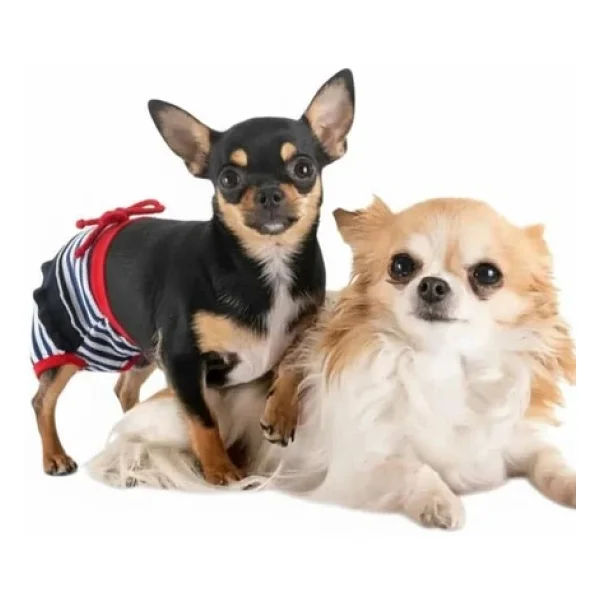 Pretty Liva Dişi Köpek Regl Külotu Köpek Donu Köpek İç Çamaşırı Pet Kıyafet Küçük Irklar İçin - Görsel 7