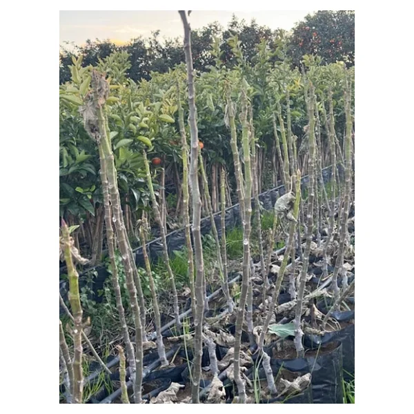 Tüplü Kahramanmaraş İri Meyveli Abbas İnciri Fidanı 80-100 Cm - Görsel 4