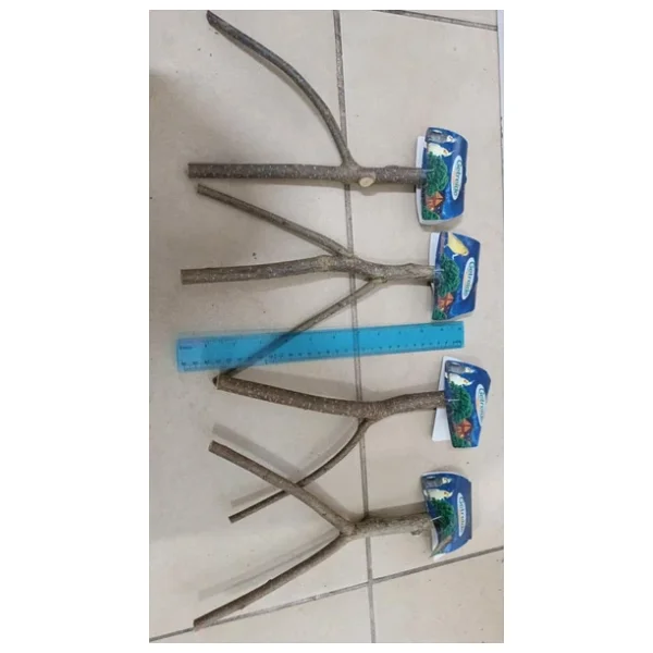 Netx Doğal Ahşap Dal Tünek 30 Cm - Görsel 3