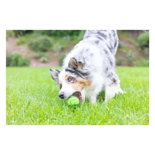 Chuckit! Sniff Fetch Fıstık Ezmesi Kokulu Köpek Oyun Topu ( M-Orta Boy) - Görsel 4