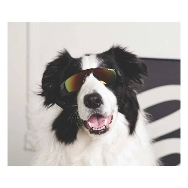 M-Pets Sunny Sunbather Köpekler İçin Gözlük Black - Görsel 4