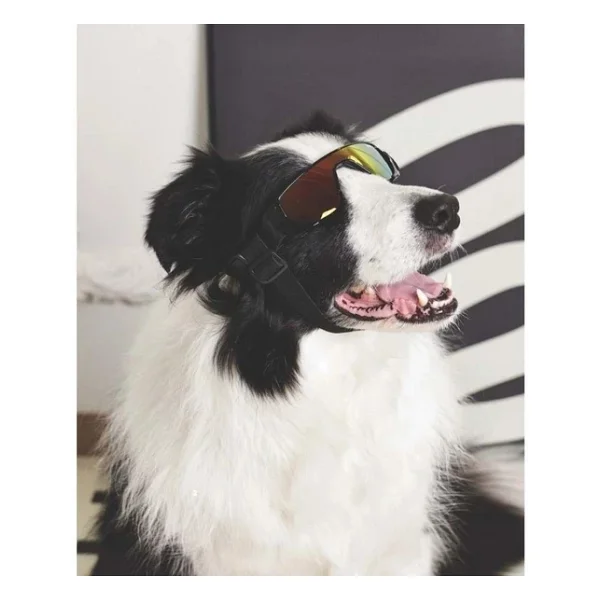 M-Pets Sunny Sunbather Köpekler İçin Gözlük Black - Görsel 5