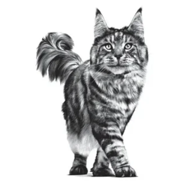 Royal Canin Neutered Satiety Balance 1.5 Kg Kedi Maması - Görsel 6
