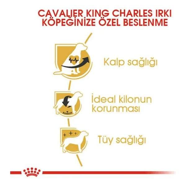 Royal Canin Cavalier King Charles 3 Kg Yetişkin Köpek Maması - Görsel 3