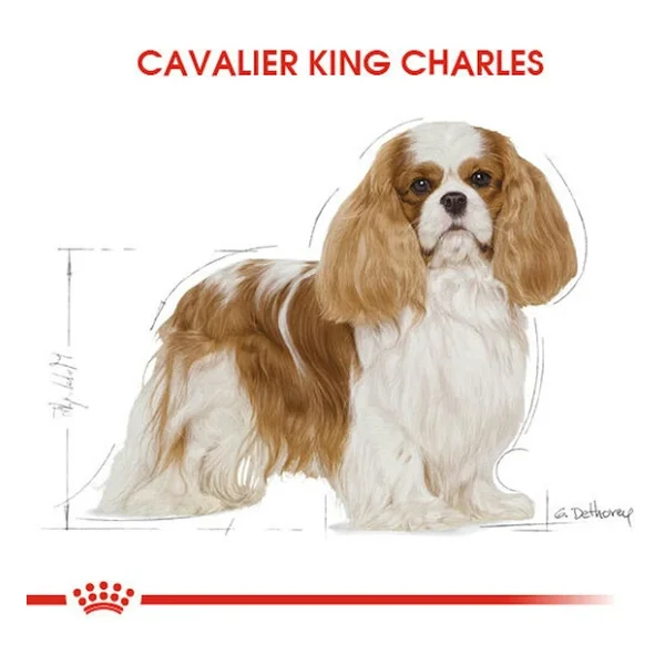 Royal Canin Cavalier King Charles 3 Kg Yetişkin Köpek Maması - Görsel 6