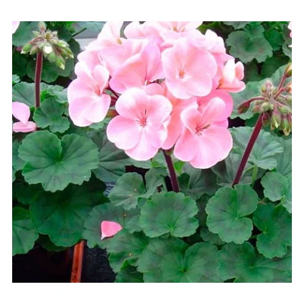 Açık Pembe Sardunya Çiçeği Fidesi 10-20 Cm - Görsel 3