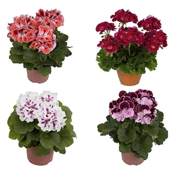 Açık Pembe Sardunya Çiçeği Fidesi 10-20 Cm - Görsel 2