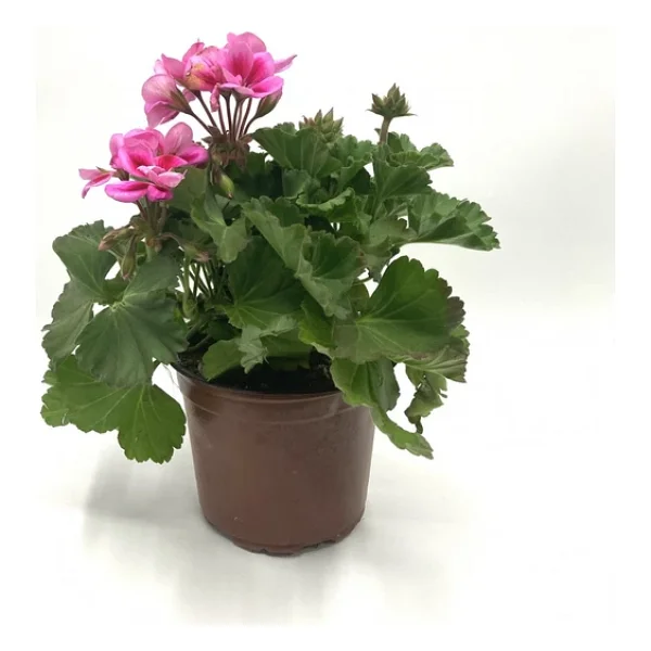 Açık Pembe Sardunya Çiçeği Fidesi 10-20 Cm - Görsel 4