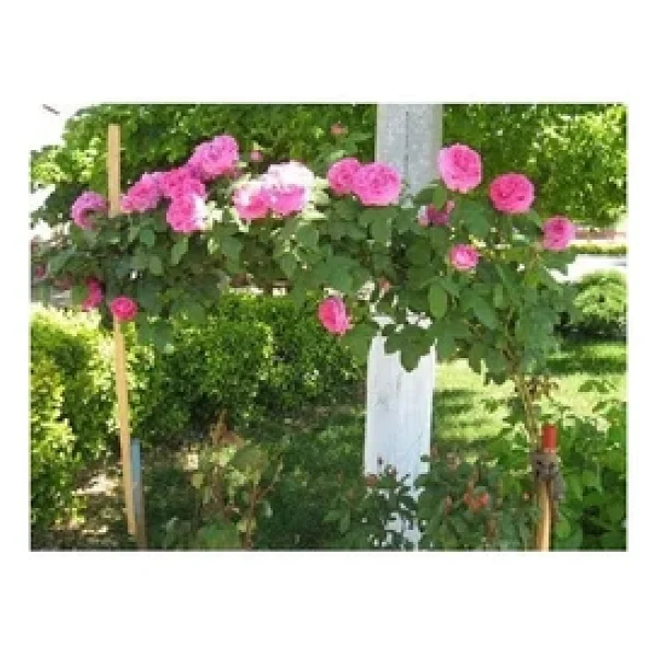 Yediveren Pembe Katmerli Isparta Gül Fidanı 15-25 Cm - Görsel 2