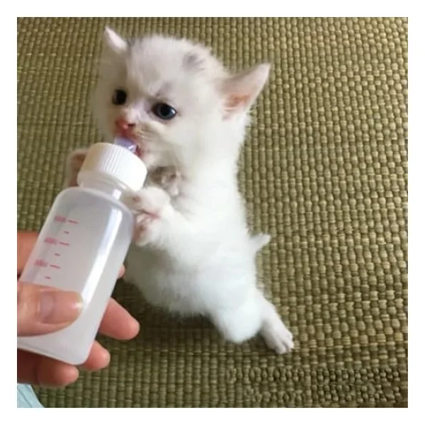 Tıneke Yavru Kedi Kopek Biberonu 2 Emzikli 50 Ml ( 1 Adet) - Görsel 2