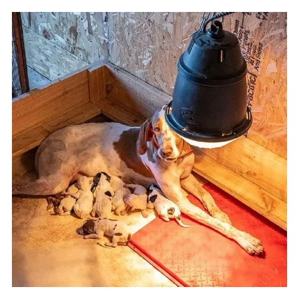 Tnyvet Şeffaf Renk / Infrared Civciv, Buzağı , Kuzu Isıtıcı Lamba - Ampul 250 Watt - Görsel 6