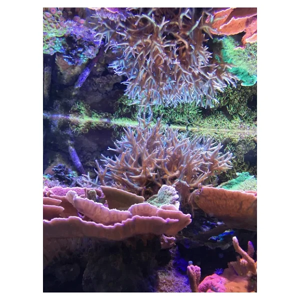 Seachem Reef Zooplankton 250 Ml - Görsel 2