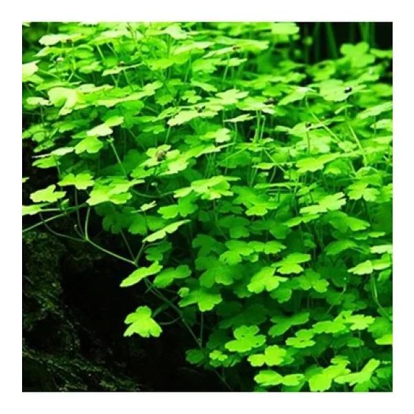 Hydrocotyle Tripartita - Sp. Japan In Vitro 200cc Canlı Bitki - Görsel 2