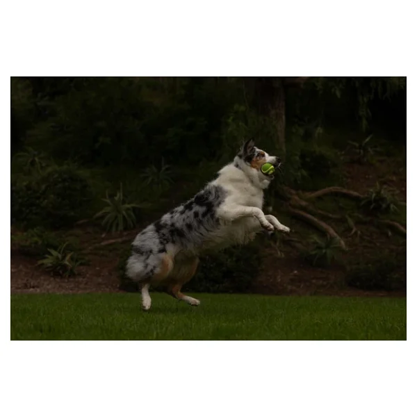 Chuckit! Max Glow Squeaker Gece Parlayan Sesli Köpek Oyun Topu - Yüksek Zıplama Gücü, Doğal Kauçuk, Suda Batmaz - Görsel 3